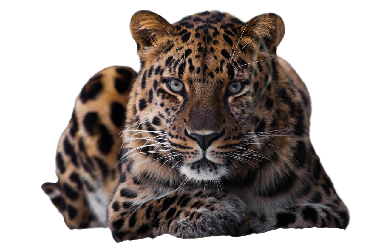 Leopard portrait